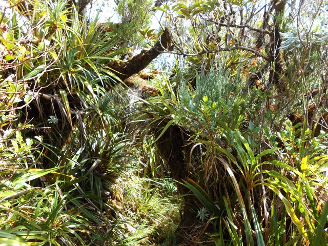 Le royaume des épiphytes