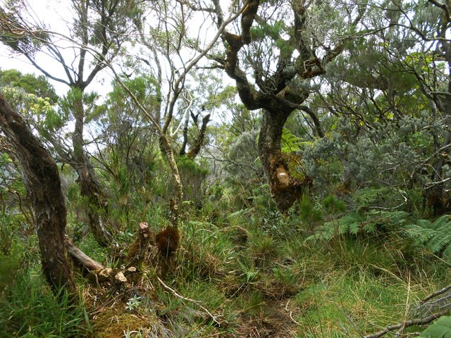 Le sentier, défoncé par les bovins, au début de la descente vers les citernes
