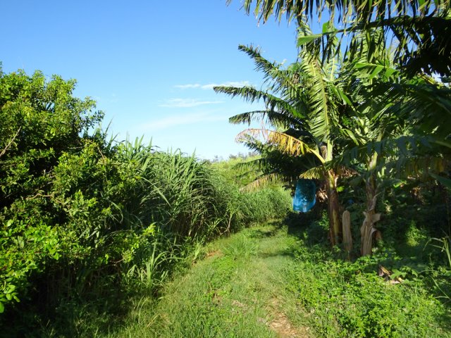 On longe de grandes bananeraies