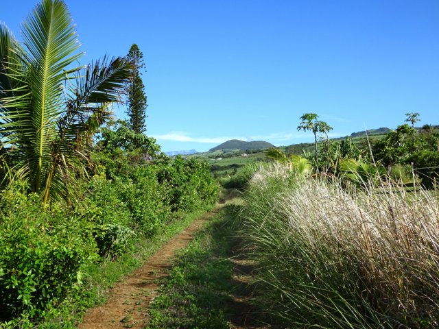 Nouvelle piste avec belles vues sur le Piton de Montvert