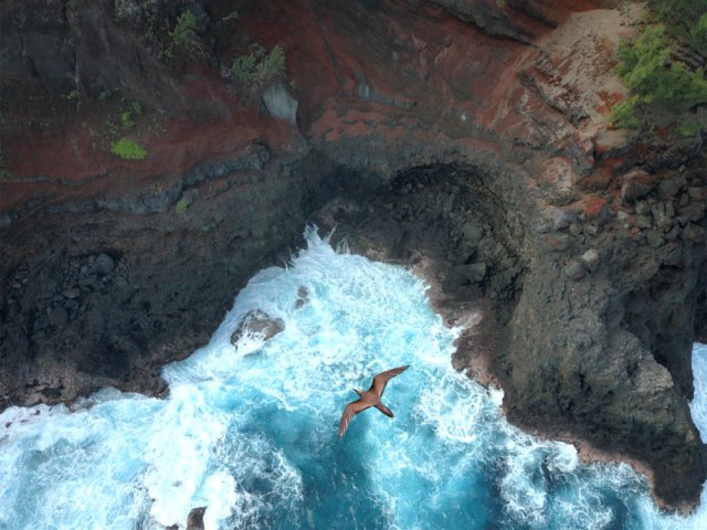 Les macouas et pigeons survolent les vagues au cratère