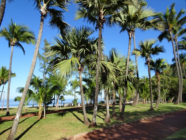 Agréable balade sous les cocotiers bordant la plage de Grande Anse
