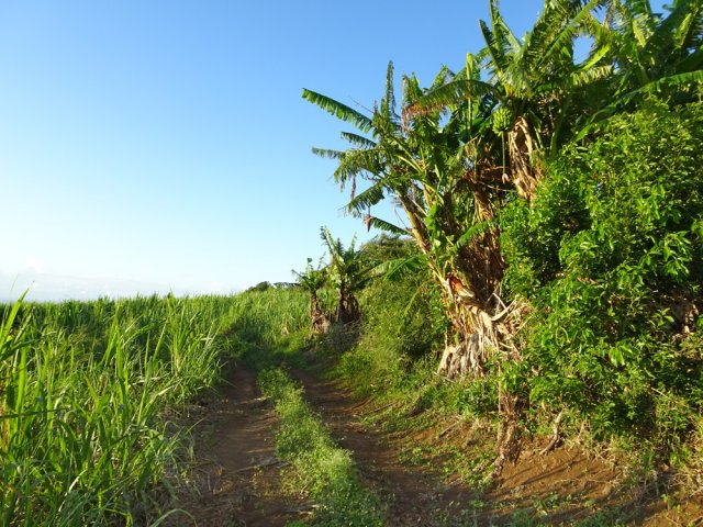 Aucune difficulté pour suivre ces pistes d'exploitation