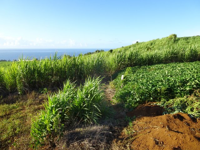20 mètres de piste sont occupés par un champ laissant un étroit passage