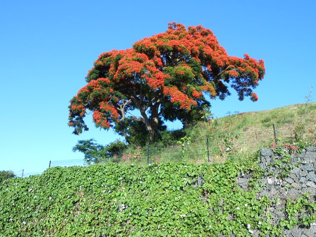 Un flamboyant, proche par la vue, éloigné par le sentier