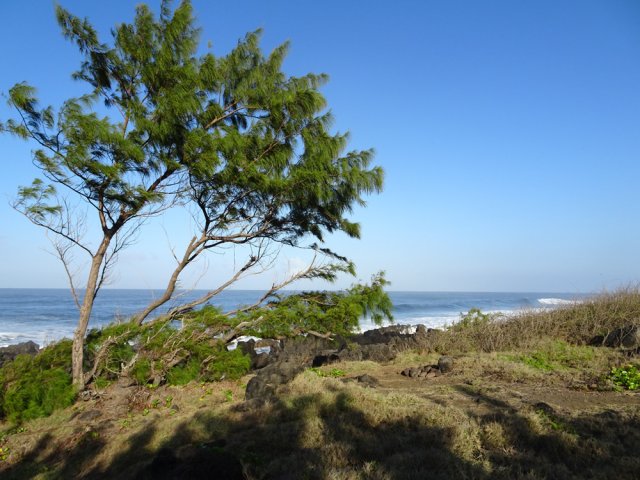 Les filaos ont la vie dure malgré les vagues et le vent