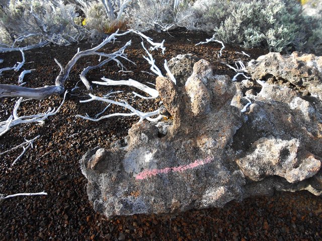 Le type très particulier du balisage