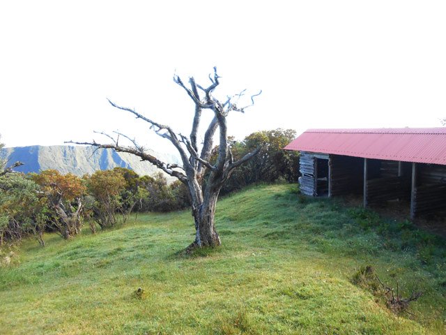L'étable et son tamarin mort dans sa petite prairie