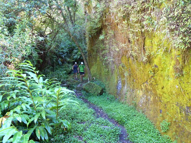 L'adorable petit bout de ravine moussue