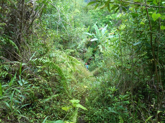 Le sentier est bien marqué pour rejoindre les bananiers