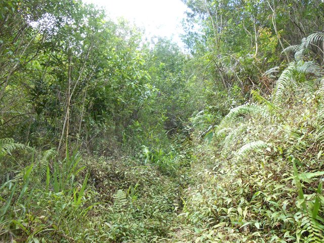 Le sentier avant d'entamer la montée