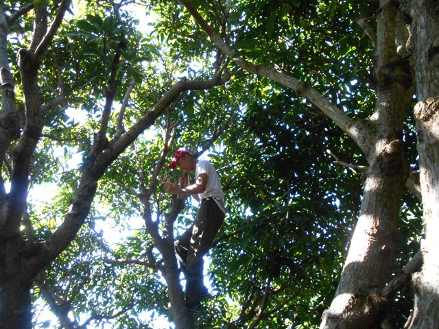 Il donne encore de très belles mangues