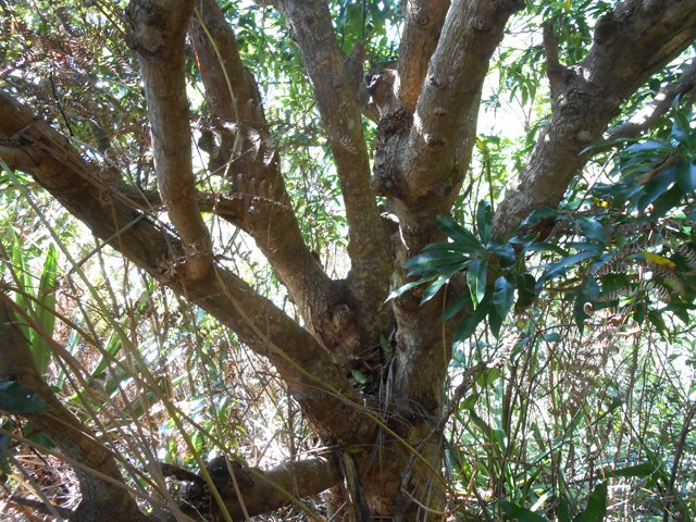 Un manguier esseulé depuis des décennies