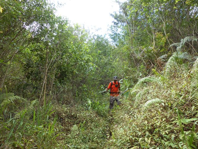Le sentier dans les jouvences aux abords du village, fin du parcours