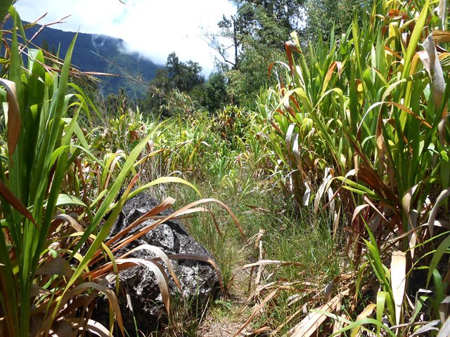 Sentier visible dans les cannes fourragères