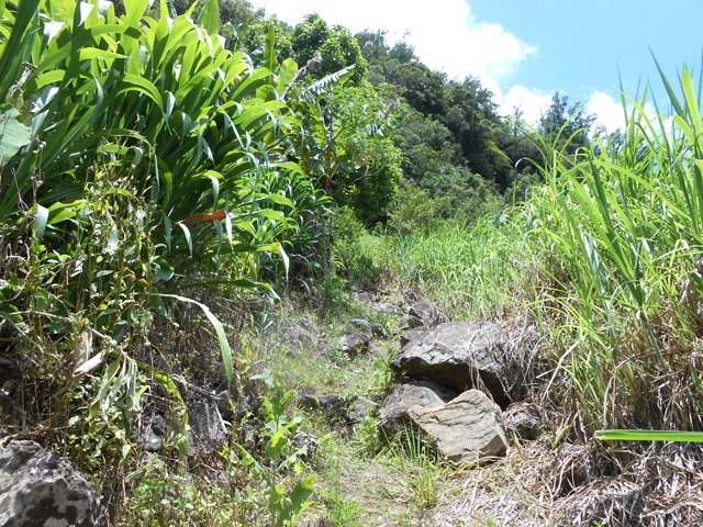Les grandes herbes commencent à envahir