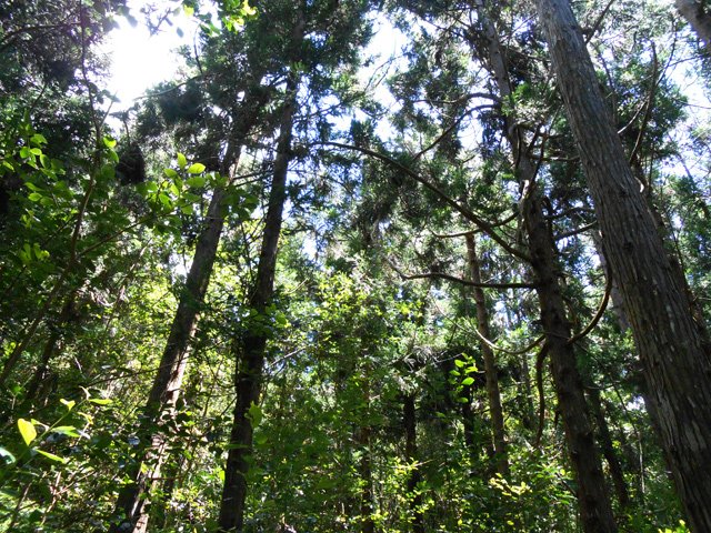 Difficile de trouver le sentier dans ces anciens lieux de culture