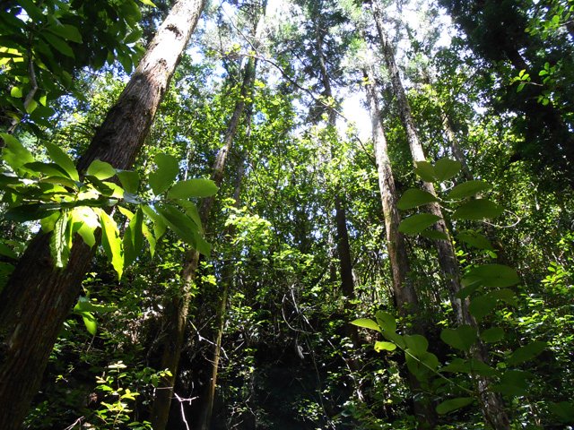 Un bois de cryptomerias aux troncs filiformes