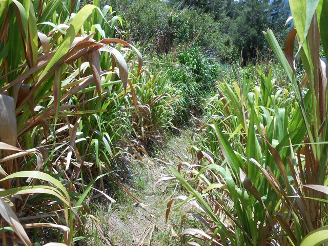 Les cannes fourragères semblent plus robustes qu'ailleurs