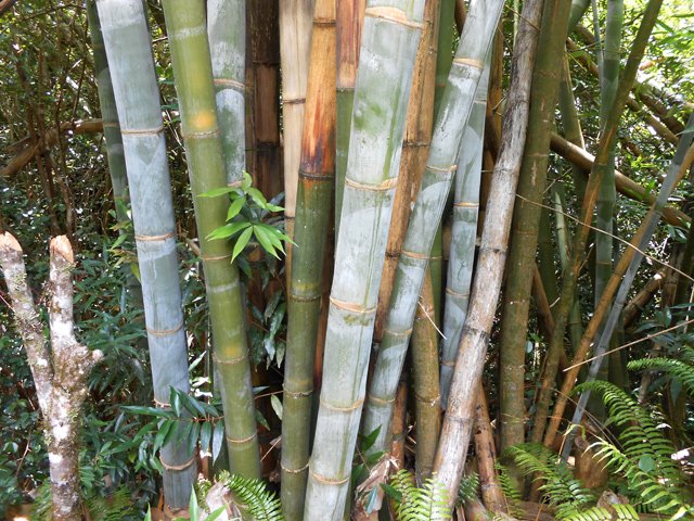 Des touffes de bambous comme très souvent près des îlets oubliés