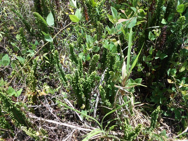 Les fougères deviennent plus nombreuses sur le plateau