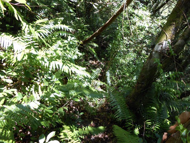 Le sentier de l'Îlet Bananiers, en très mauvais état sur 300 mètres