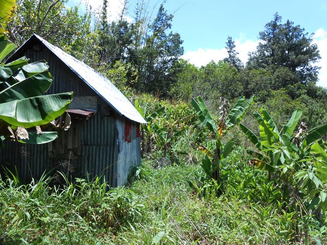 Le sentier dans les cannes fourragères