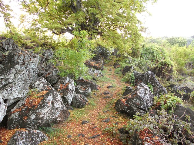 Le sentier caillouteux sous les tamarins.