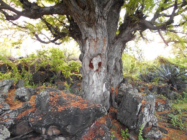 Quelques spécimens âgés ont réussi à pousser dans les rochers