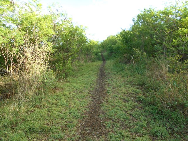 Le sentier ombragé parallèle à la RN1