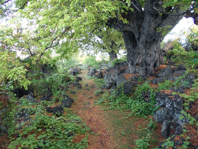 Sentier toujours agréable malgré les pierres nombreuses