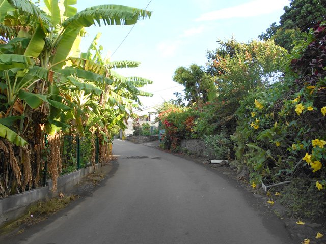 Les portions habitées de Cap Lelièvre sont vertes et fleuries