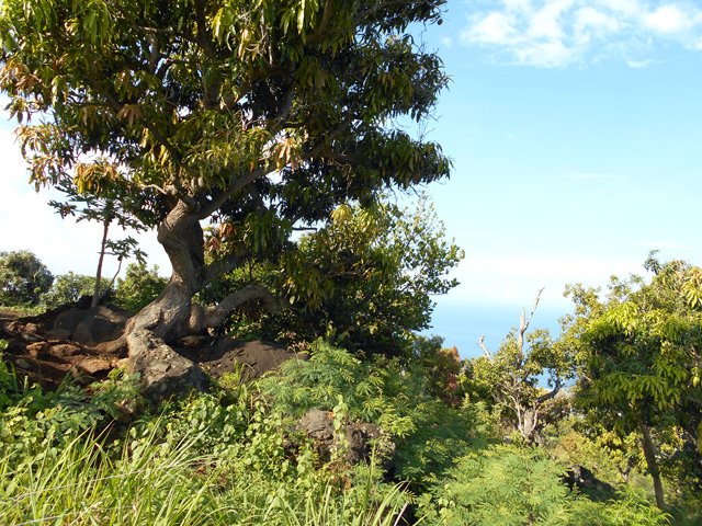 Un vieux manguier en bordure de route