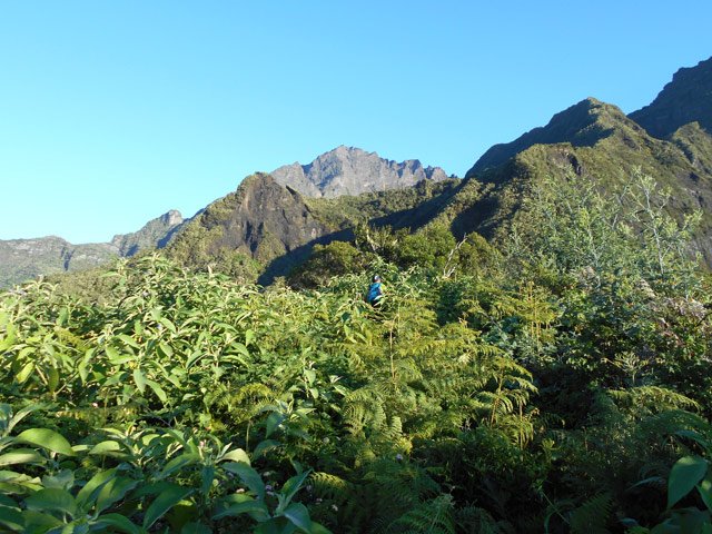 Fougères, bringeliers et longoses ont envahi le plateau depuis l’abattage des cryptomerias