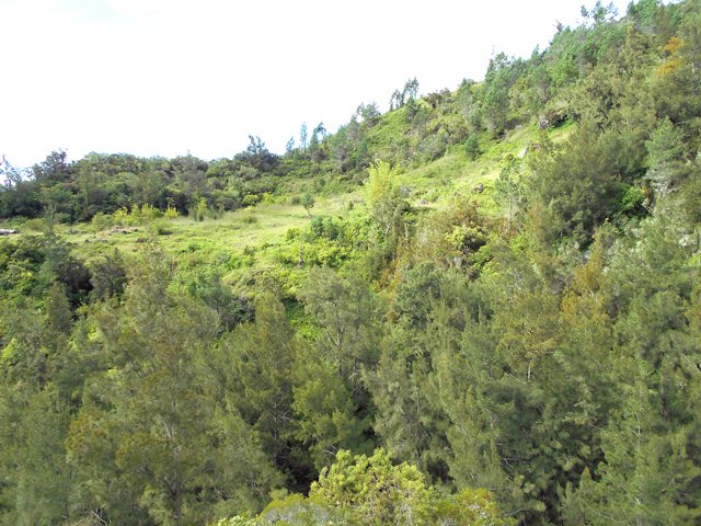 Vue de l'îlet depuis la rive gauche de la Ravine des Salazes