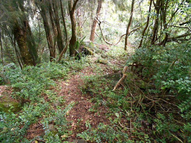 Une autre bordée de filaos