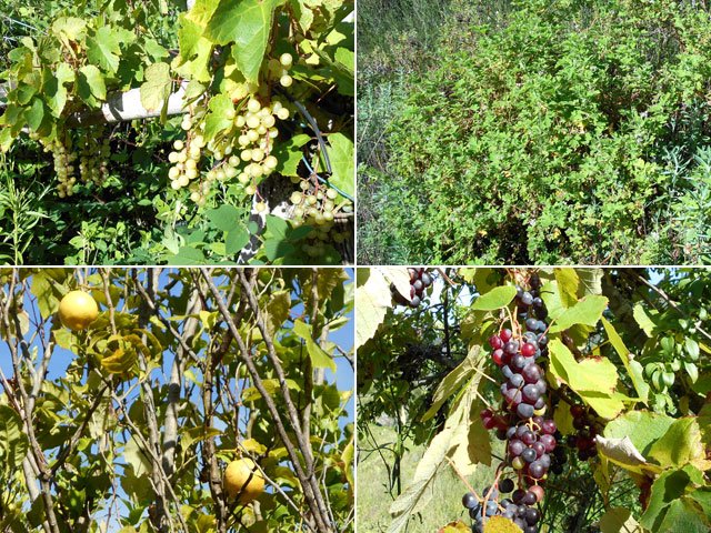 Vigne, géranium rosa, agrumes parmi les vestiges de cultures lontan