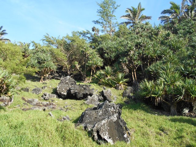 Grosses roches dans les vacoas près des habitations
