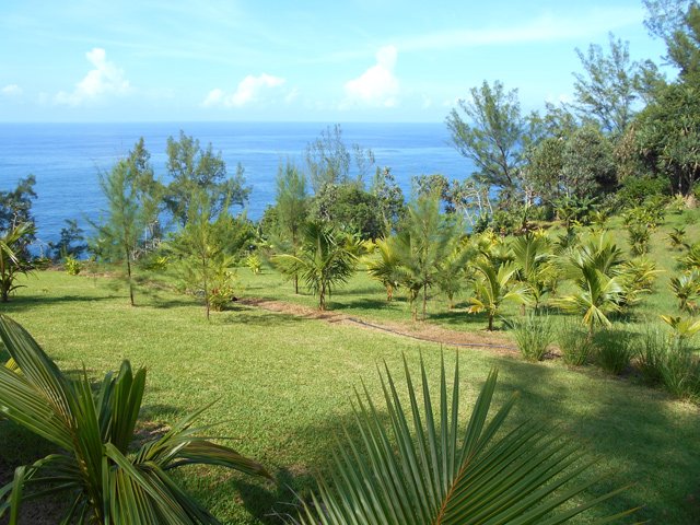 Une jeune cocoteraie de bord de mer