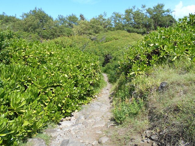 Beau sentier caillouteux dans les maniocs marrons