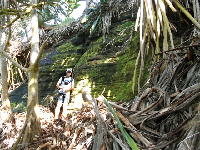 Marcher lentement car des milliers de feuilles de vacoas cachent les aspérités du terrain