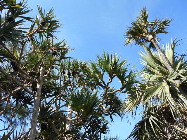Palmiers, cocotiers, lataniers et pandanus au programme de la boucle
