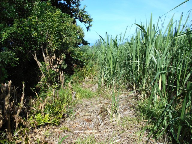 Passage recommandé entre le précipice et la canne à sucre entre le Cap du Bord et le Plateau