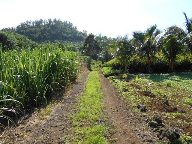 Chemin privé dans cultures et palmiste (avec autorisation de 1 mètre !)