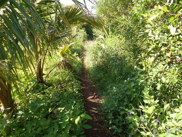 Le sentier de Cap Jaune en très bon état