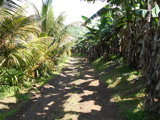 Retour dans les bananiers avant de rejoindre la RN2 pour le retour
