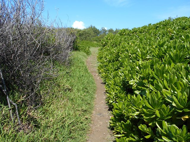 Hautes haies de manioc ou poivriers avant d'arriver au Chemin de la Source