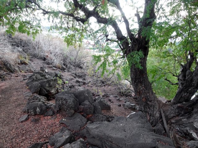 Tout le terrain a été dénudé par des dizaines de gallinacés