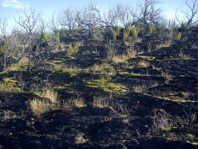 Le soleil du petit matin fait ressortir les mousses et herbes