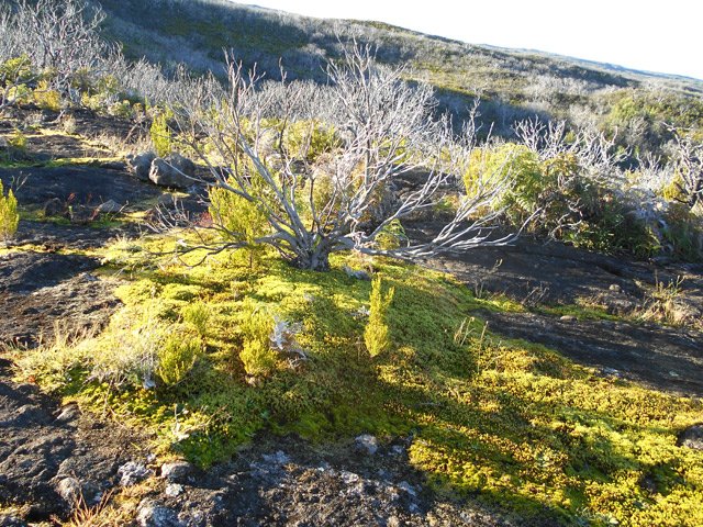 Sur le basalte sans terre, la vie reprend lentement après les incendies